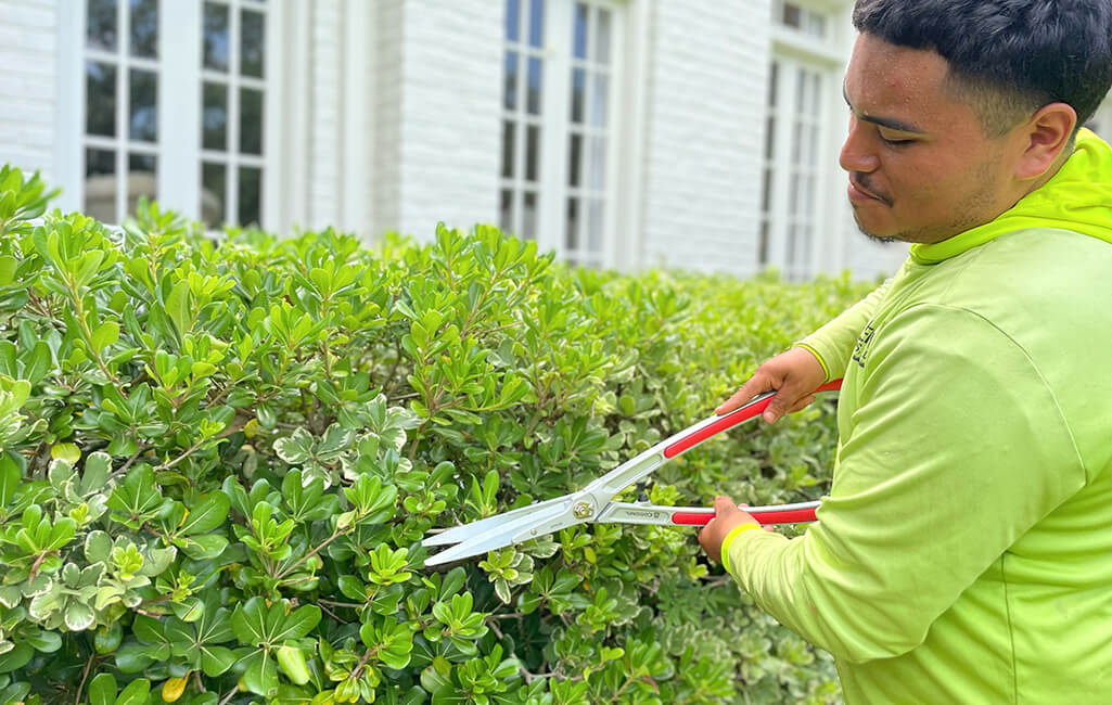 tree-shrub-service1
